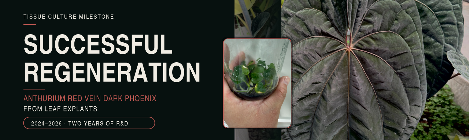 Successful Regeneration of the Anthurium Red Vein Dark Phoenix from Leaf Explants